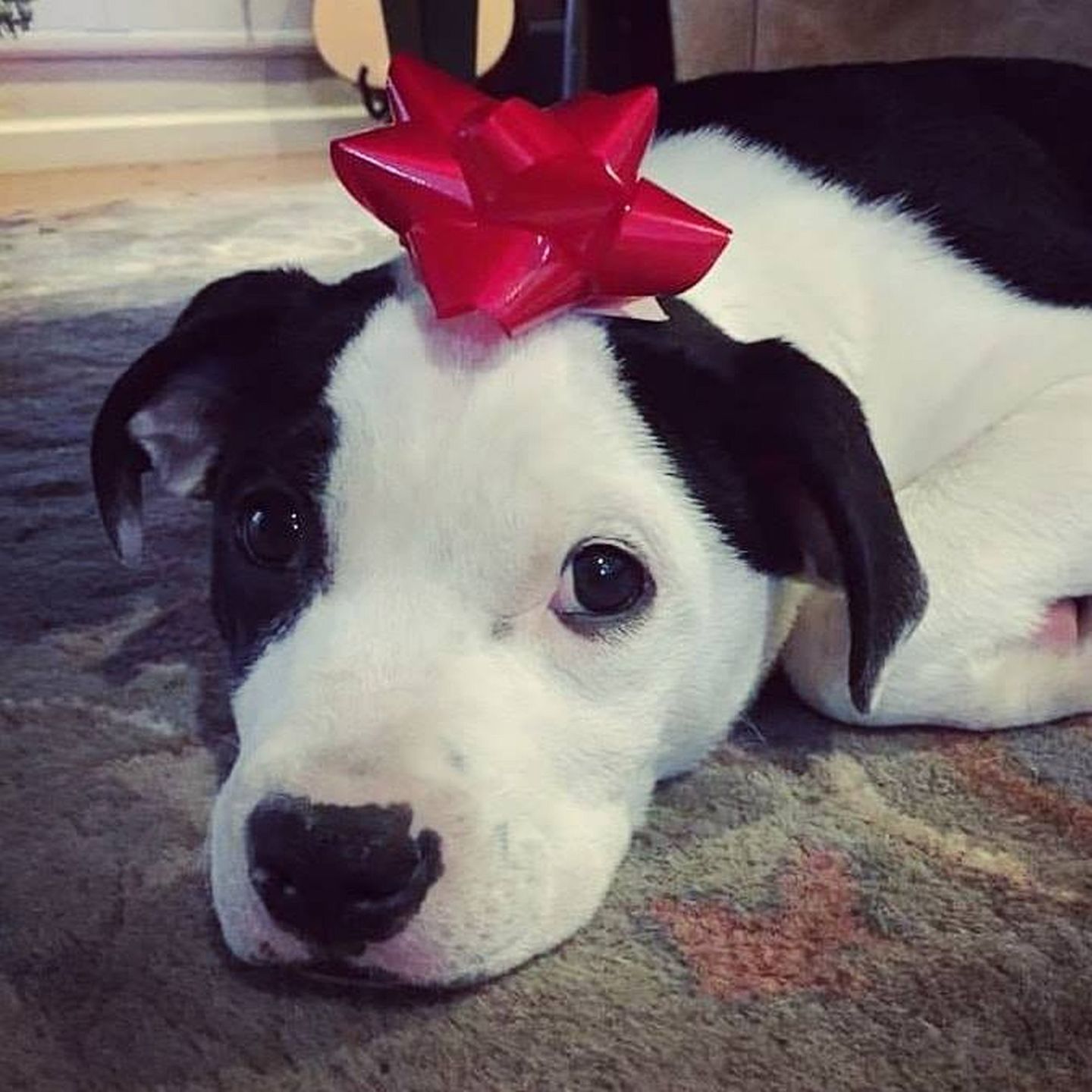 Pet of the Week